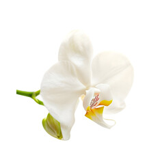 A single orchid flower displayed on a transparent background, highlighting its delicate petals and vibrant colors.