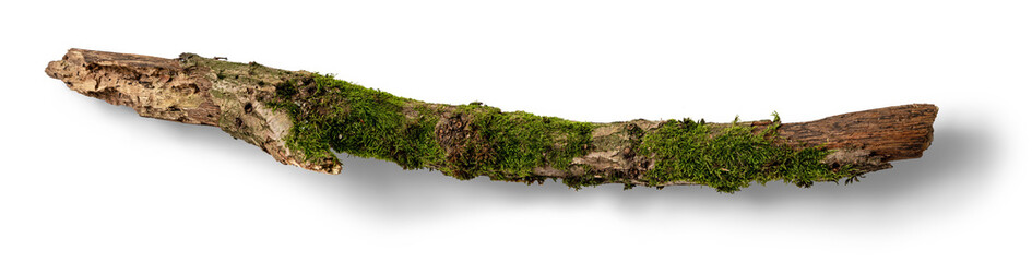 A moss-covered stick is placed on a bright surface, highlighting the vibrant green moss contrasting with the brown bark and natural textures