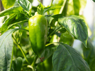 Wall Mural - Ripe pepper plant growing in homemade greenhouse. Fresh piece of green natural paprika on branch in vegetable garden. Organic farming, healthy food, BIO viands, back to nature concept.