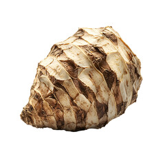 Wall Mural - Rugged and Curved Taro Root Vegetable Isolated on White Background