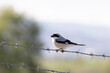 © umut - Kara Alınlı Örümcekkuşu / Lesser Grey Shrike / Schwarzstirnwürger / Lanius minor