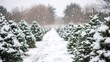 © YanabY - Snow-covered Christmas tree farm with rows of evergreen trees on a winter day