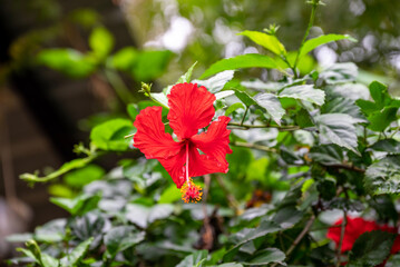 Poster - Red hibiscus flower on a green background. In the tropical garden