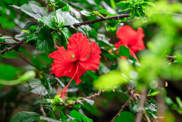 Sticker - Red hibiscus flower on a green background. In the tropical garden