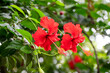 © Kiran - Red hibiscus flower on a green background. In the tropical garden