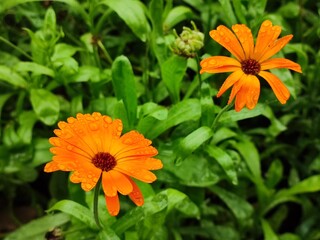 calendula closeup, orange flowers in summer