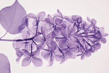 Wall Mural - Aesthetic botanical x-ray of lilac. white and violet. white background