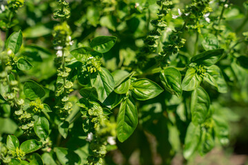Wall Mural - Thickets of green basil in natural growing conditions