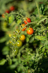 Wall Mural - Cherry tomatoes on a branch in different stages of ripening