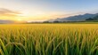 © songwut - A vast golden rice field at sunrise, with dew on the stalks and a faint mist in the distance