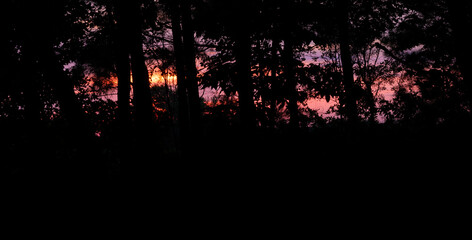 Wall Mural - colorful sunrise seen through a dark forest