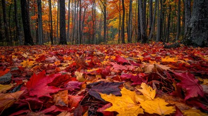 Wall Mural - A vibrant autumn landscape with leaves in rich red, orange, and yellow tones, covering the forest floor