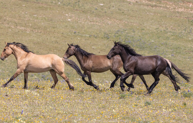 Wall Mural - Wild Horses in Summer in the Pryor Mountains of Montana