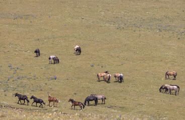 Canvas Print - Wild Horses in Summer in the Pryor Mountains of Montana