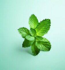 Poster - mint leaf on blue background
