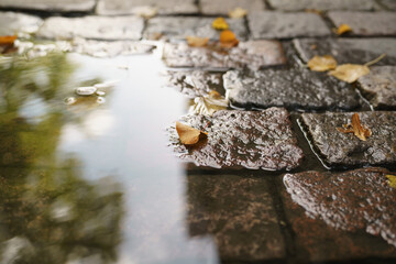 Wall Mural - wet old pavement with puddle and autumn leaves