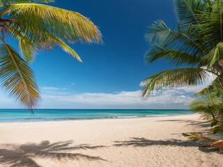 A view of an empty tropical beach, palm trees