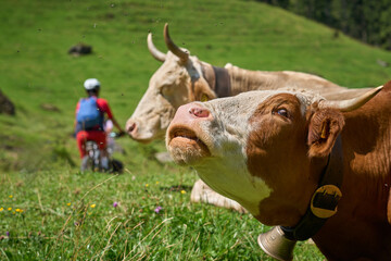 woman with electric mountain bike meeting a herd of curious milk cows in the Allgaeu Alps near Oberstdorf, Bavaria, Germany