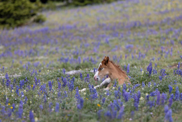 Wall Mural - Cute Wild Horse Foal in Summer in the Pryor Mountains Montana