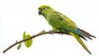 © kinara art design - A green parrot with yellow tail feathers perches on a branch with a few leaves, isolated on white background.