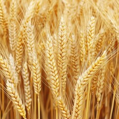 Golden wheat field ready for harvest in late summer sunlight