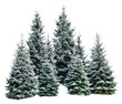 © Mr. Stocker - Snow-covered evergreen trees in winter landscape, cut out - stock png.