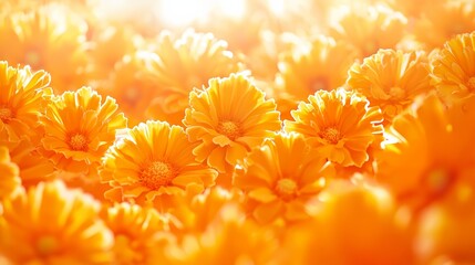 Wall Mural - Bright Orange Flower Petals.