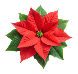 bright red poinsettia plant with green leaves, cut out - stock png.