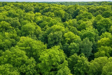 Wall Mural - A vast, vibrant green canopy of dense forest trees stretches towards the horizon under a clear blue sky