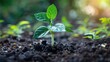 © VRVisionary - New plant emerging from the ground