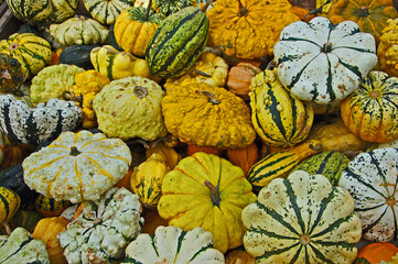 decorative colorful pumpkins in autumn