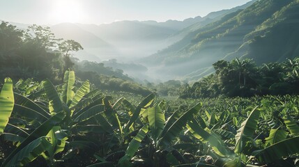 Wall Mural - Banana tree plantations set against a mountainous landscape img