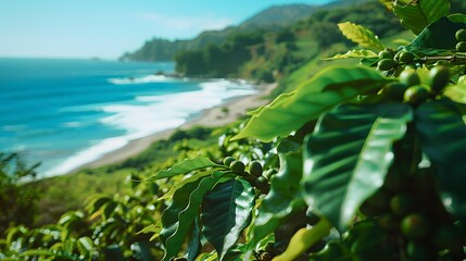 Sticker - Coffee plantations along the coast their green contrasts image