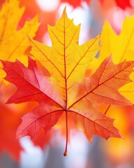 Wall Mural - Close-up of Vibrant Orange and Red Autumn Maple Leaves in Soft Focus Background Capturing the Essence of Fall Foliage