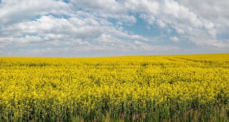 Wall Mural - spring rapeseed yellow blooming fields and blue sky panorama in sunlight. natural seasonal, good wea