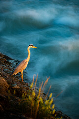 Grey heron standing on the Sava river shore, preying for fish and frogs