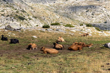 Close image of few cows chilling out the summer sun in high mountain valley