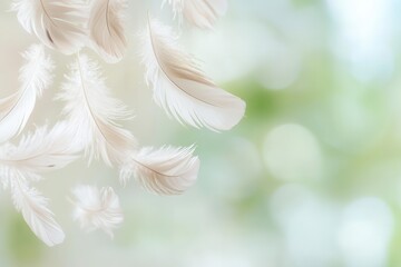 Poster - Floating feathers in mid-air, gently drifting in a tranquil setting, soft colors with generous copy space for text.