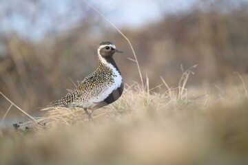 Wall Mural - Close-up of a Golden plover standing on dry grass with a blurred background