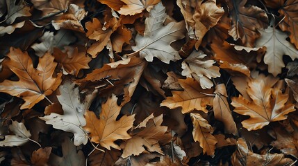 Fallen dry leaves, autumn concept