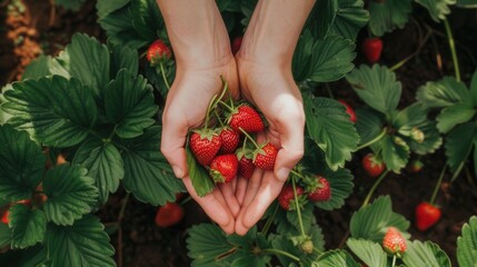 Sticker - Hands holding fresh strawberry fruit in plantation farm field