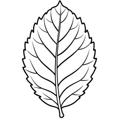 Wall Mural - Top view of a beech leaf line art vector