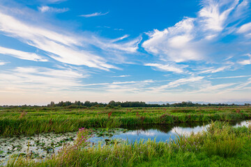 Wall Mural - Beautiful view of white cirrus clouds contrasting against the blue sky over the polder landscape in the west of the Netherlands