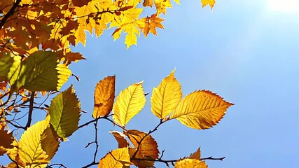 Wall Mural - autumnal leaves on sky background. concept of autumn