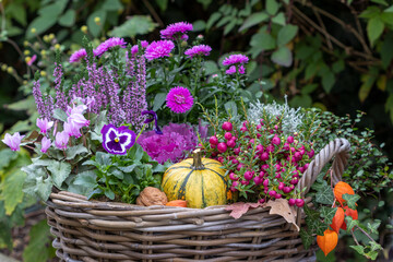 Wall Mural - pink Torfmyrte, Aster, Hornveilchen, Zierkohl, Alpenveilchen, Heidekraut, Mühlenbeckia und Kürbis im Korb