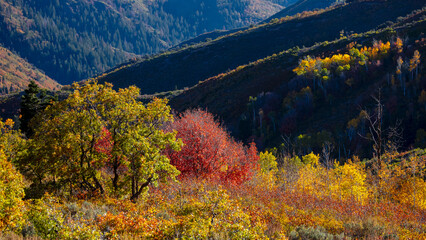 Sticker - Brilliant color trees against mountain background during autumn time at Mt Nebo in Utah.