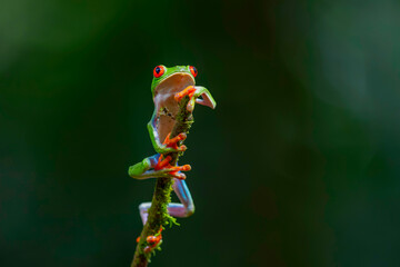 Wall Mural - red eyed tree frog (agalychnis callidryas) sitting on a branch near sarapiqui in costa rica