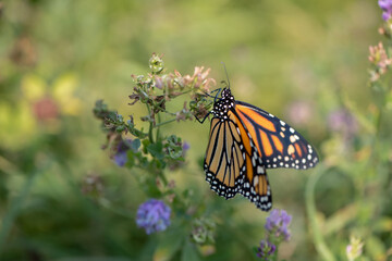 Poster - monarch butterfly in field