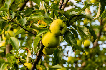 Sticker - Green apples on branches of the apple tree