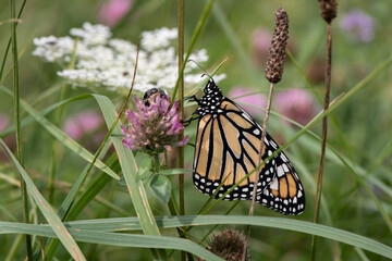 Sticker - monarch butterfly on flower